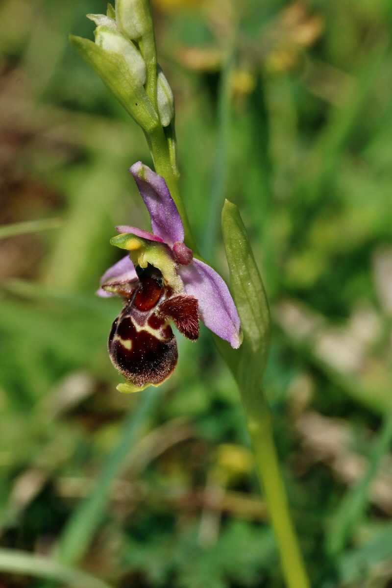 RNA_2017_05_20_6363p_Bildgr��e �ndern