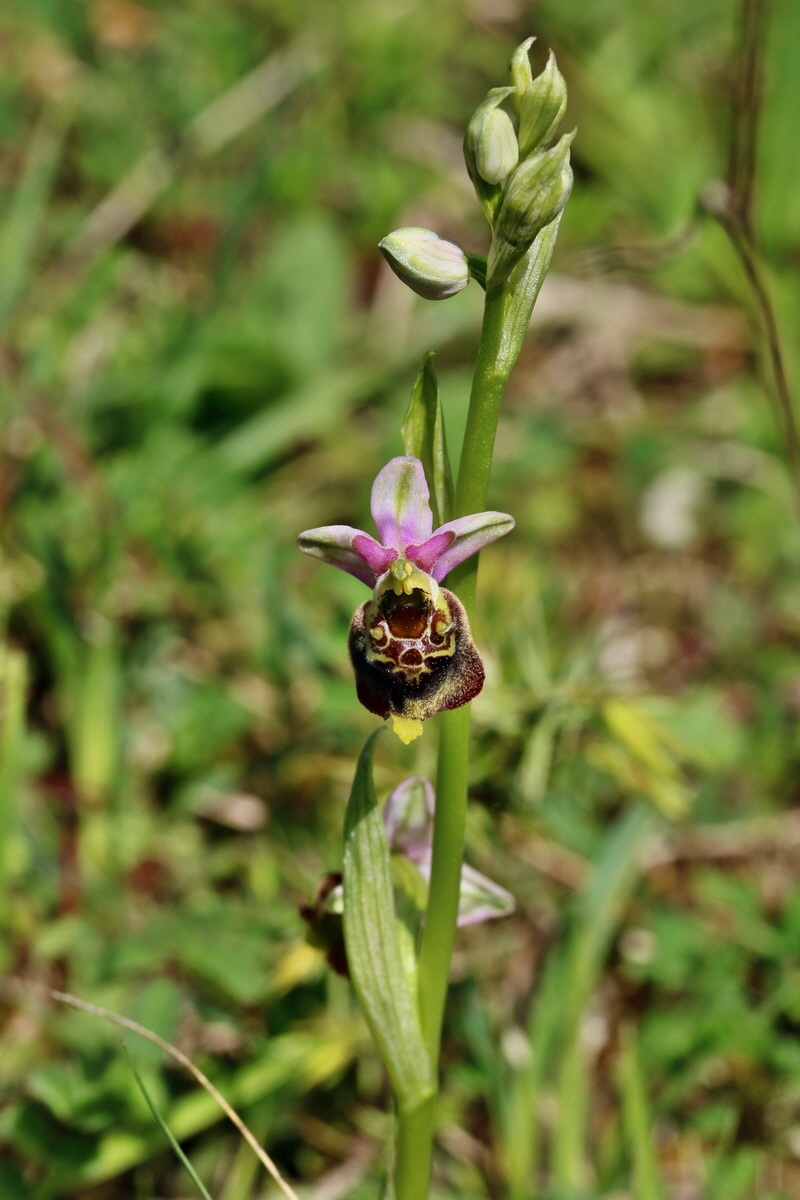 RNA_2017_05_20_6367p_Bildgr��e �ndern