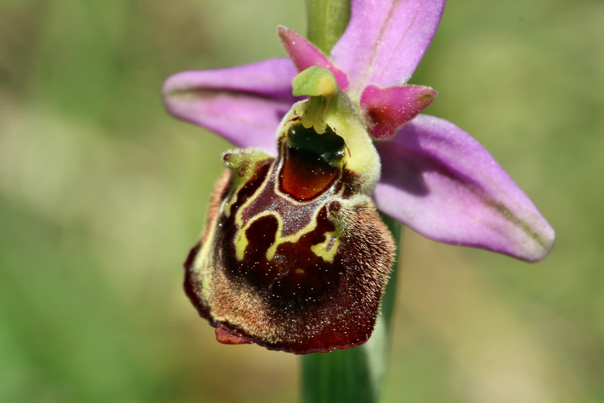 RNA_2017_05_20_6401p_Bildgr��e �ndern