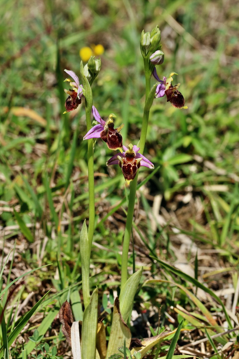 RNA_2017_05_20_6413p_Bildgr��e �ndern