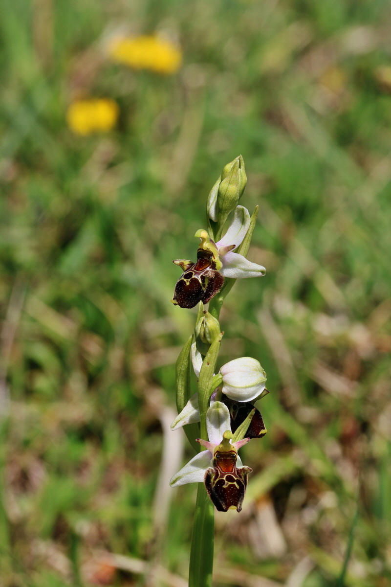 RNA_2017_05_20_6423p_Bildgr��e �ndern