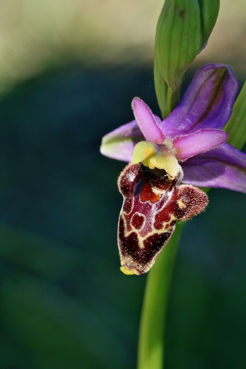 RNA_2017_05_20_6443p_Bildgr��e �ndern