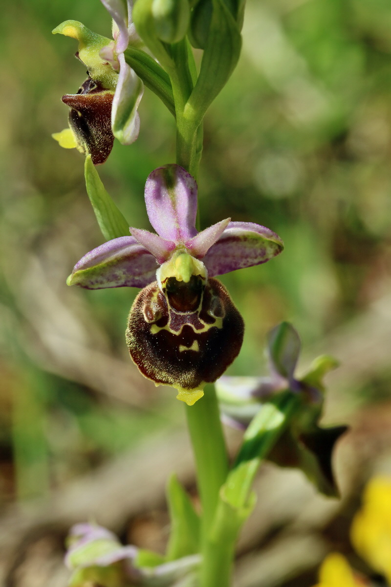 RNA_2017_05_20_6450p_Bildgr��e �ndern