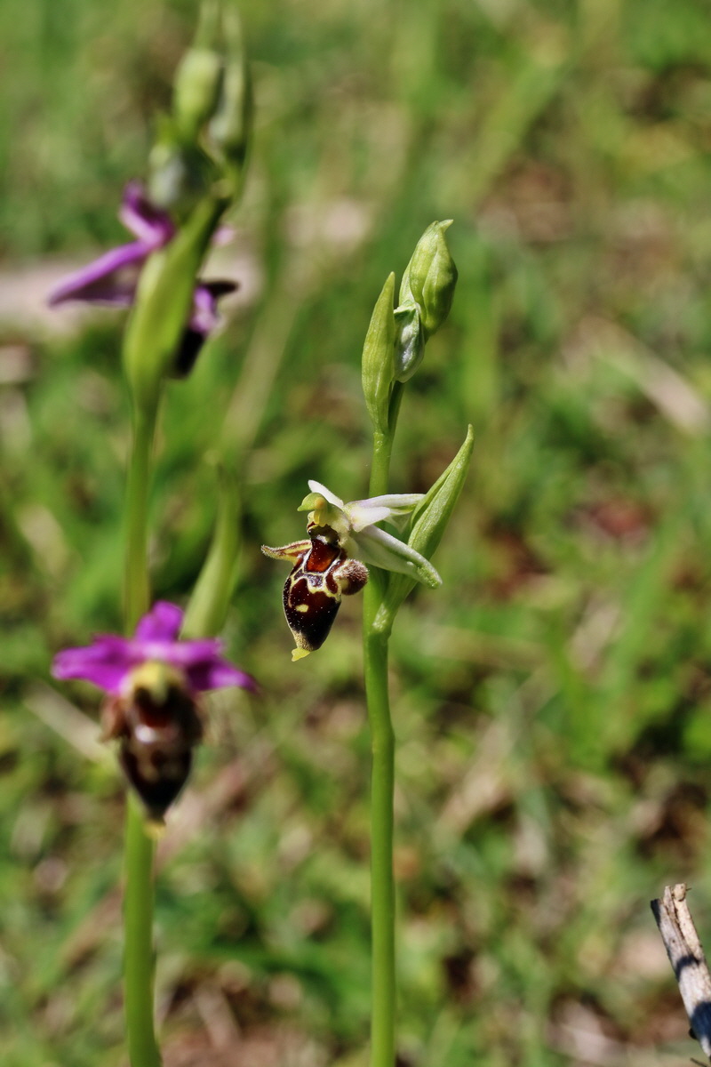 RNA_2017_05_20_6467p_Bildgr��e �ndern