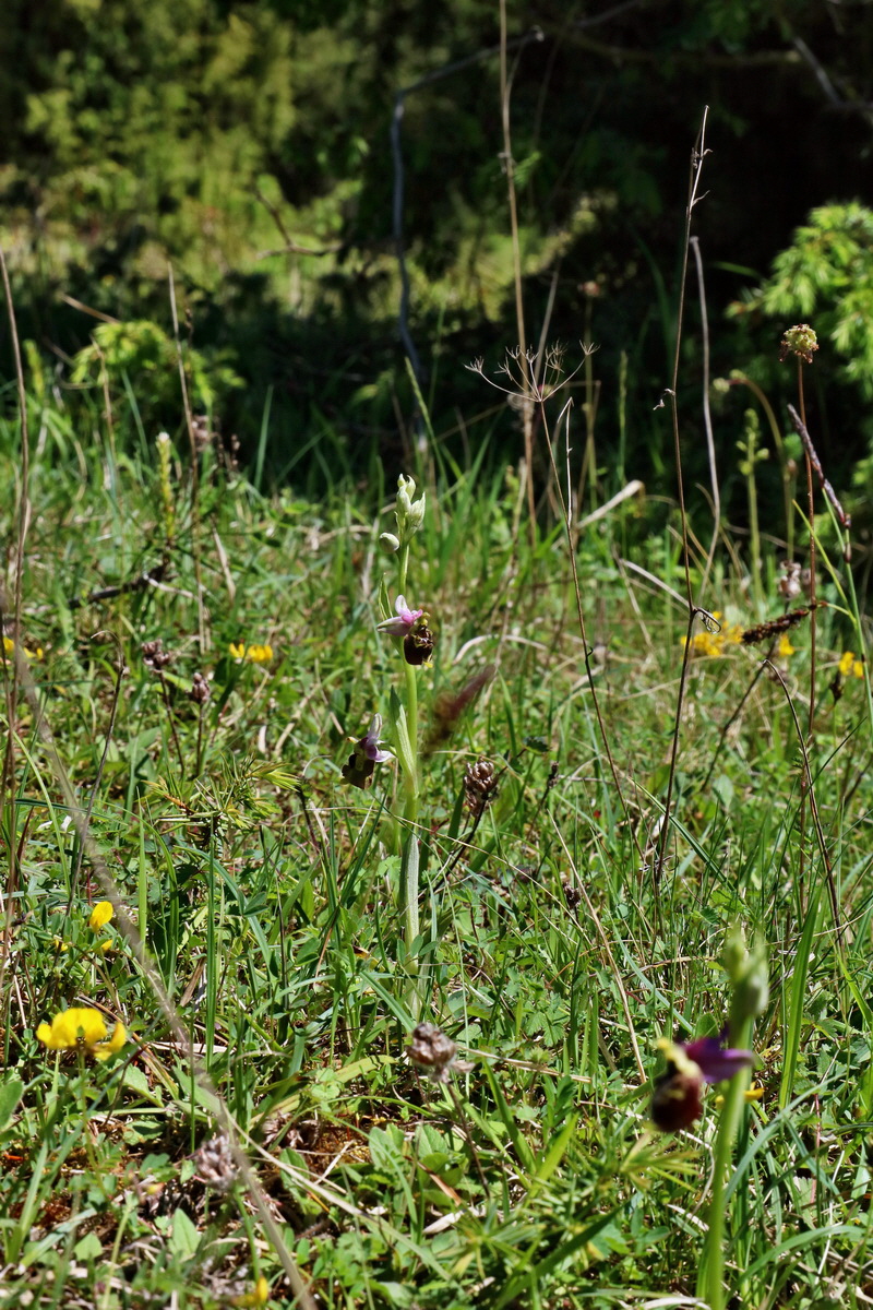 RNA_2017_05_20_6507p_Bildgr��e �ndern