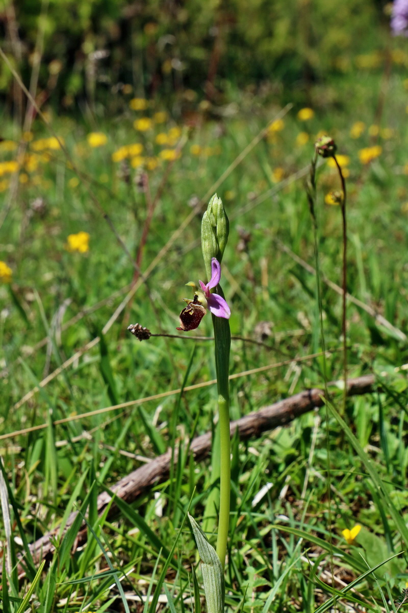 RNA_2017_05_20_6519p_Bildgr��e �ndern