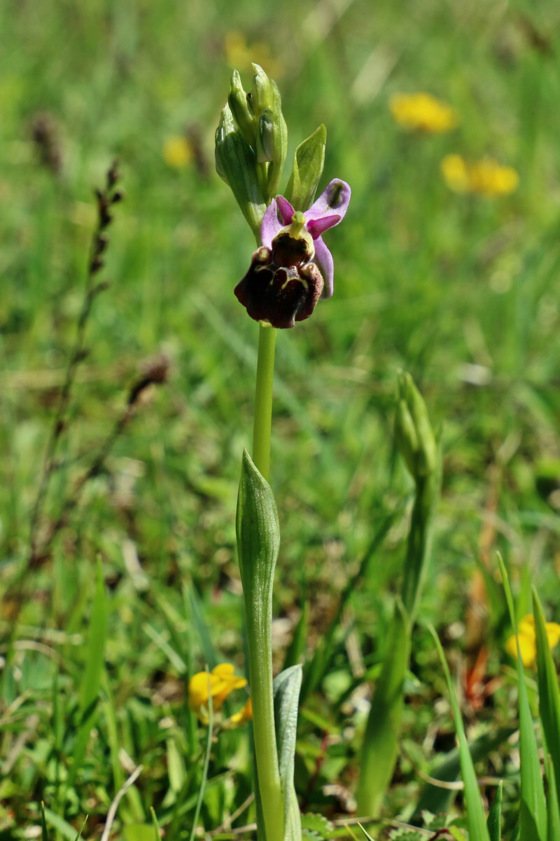 RNA_2017_05_20_6526p_Bildgr��e �ndern