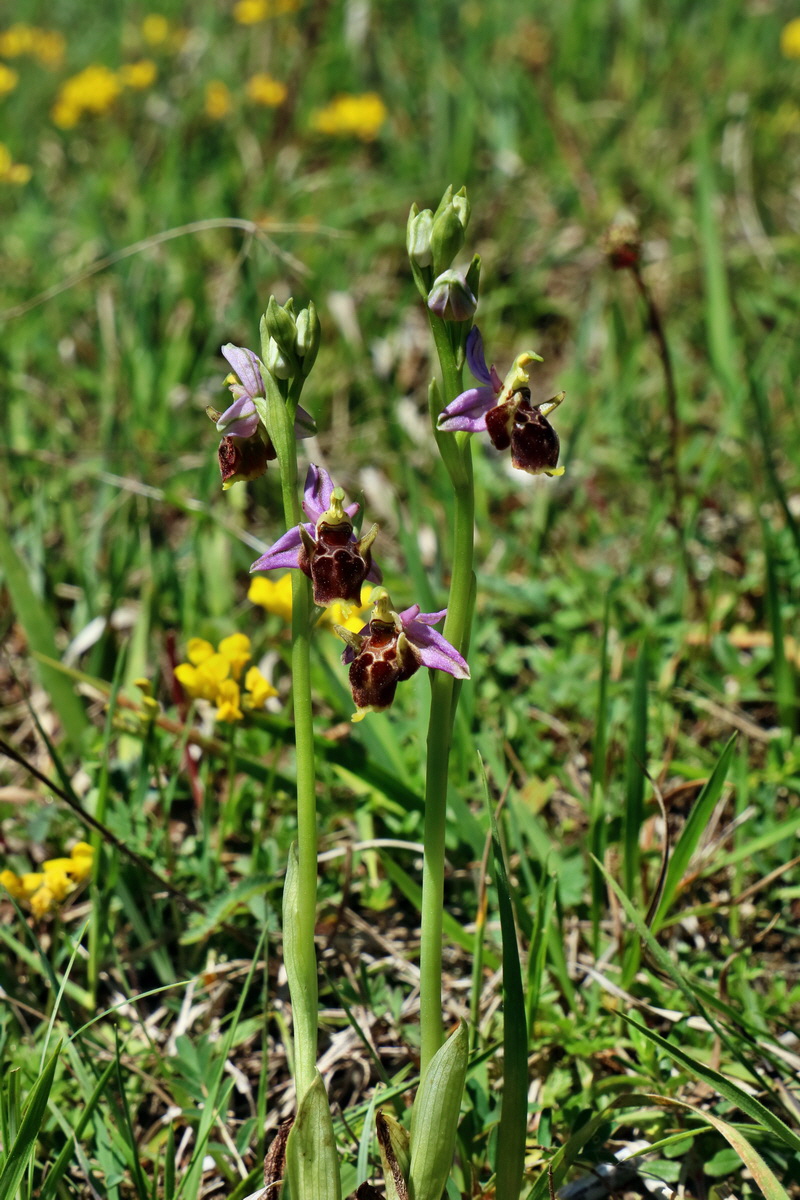 RNA_2017_05_20_6538p_Bildgr��e �ndern