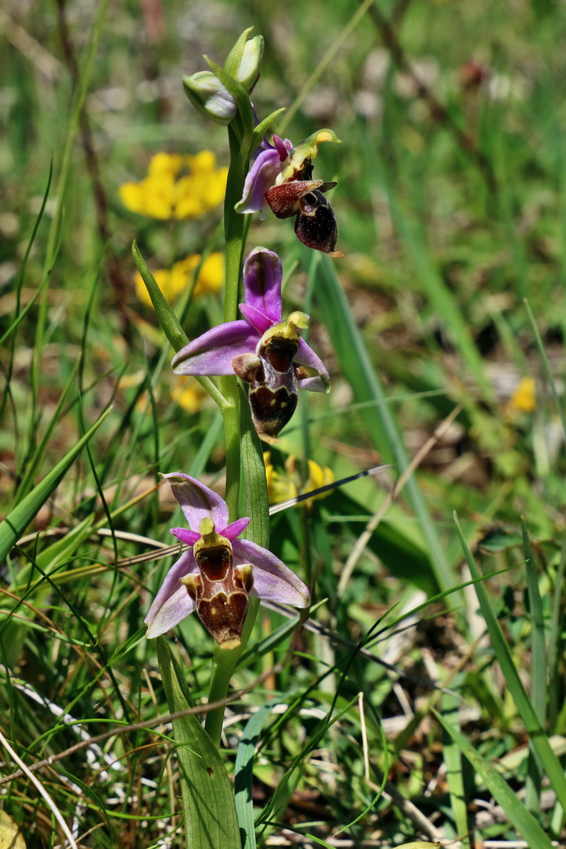 RNA_2017_05_20_6540p_Bildgr��e �ndern