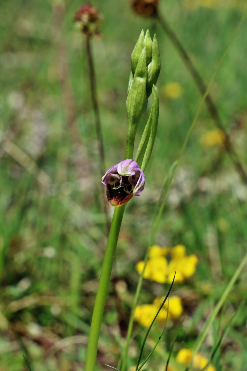 RNA_2017_05_20_6541p_Bildgr��e �ndern