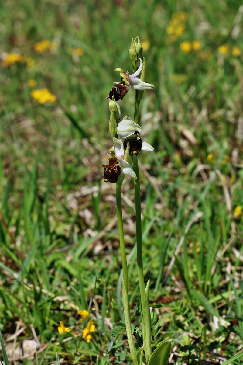 RNA_2017_05_20_6543p_Bildgr��e �ndern