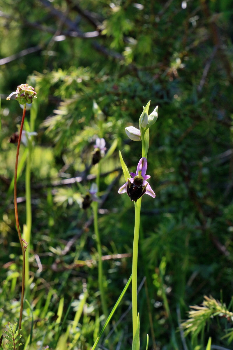 RNA_2017_05_20_6547p_Bildgr��e �ndern