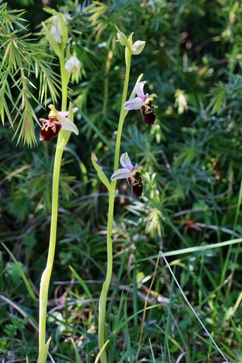 RNA_2017_05_20_6550p_Bildgr��e �ndern