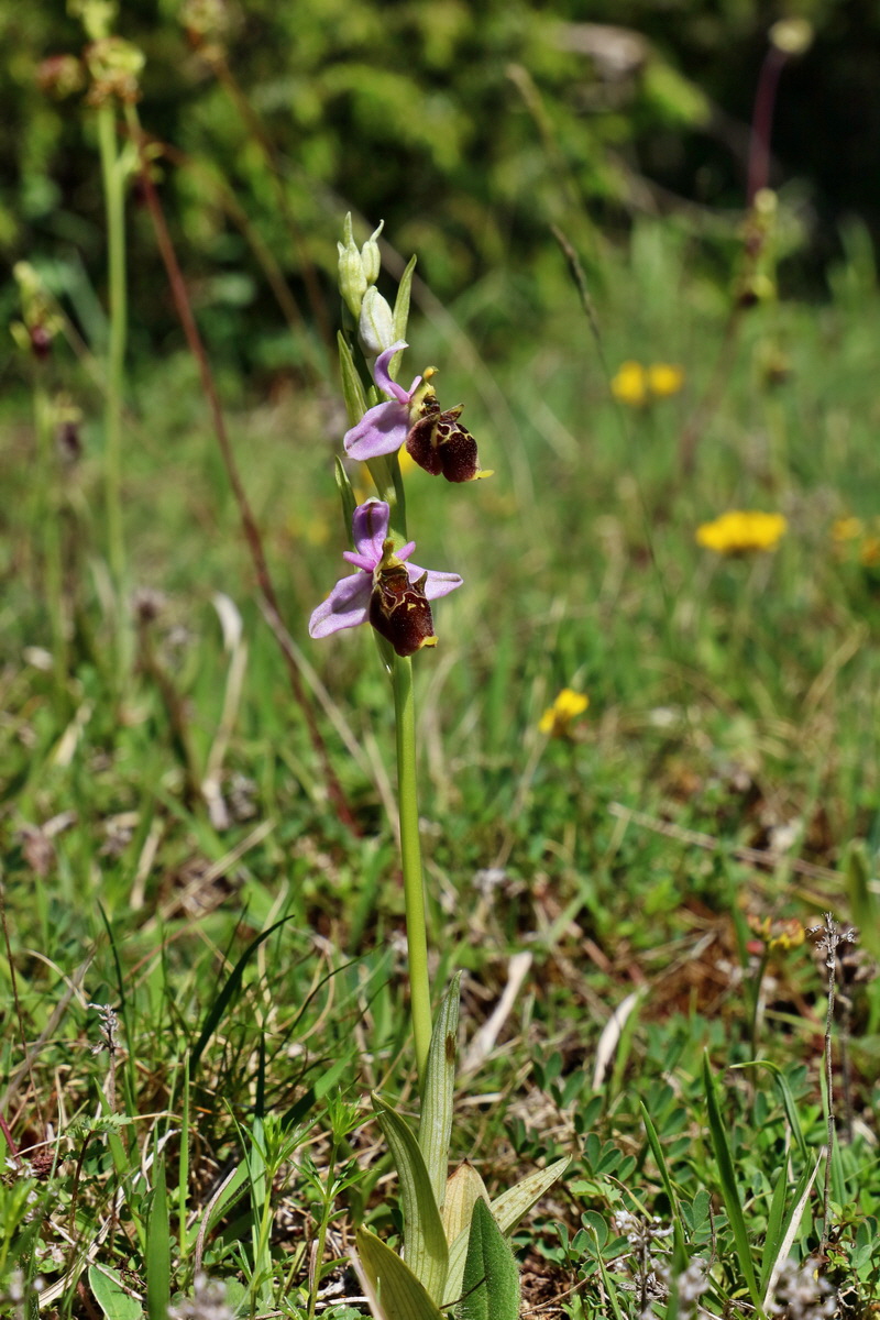 RNA_2017_05_20_6559p_Bildgr��e �ndern