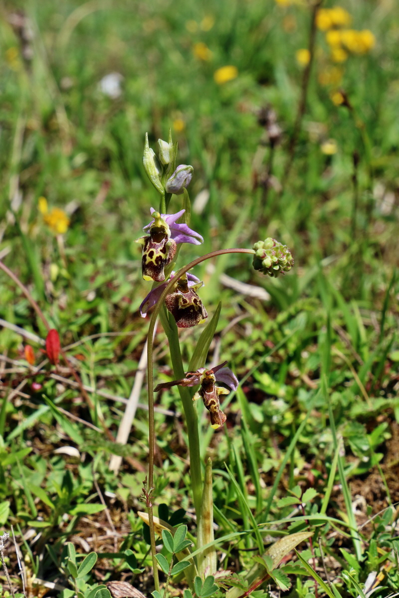 RNA_2017_05_20_6564p_Bildgr��e �ndern