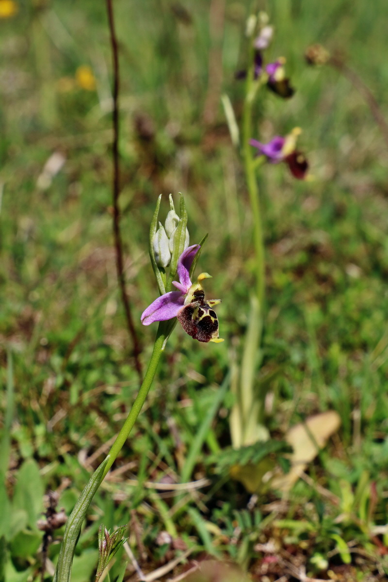 RNA_2017_05_20_6566p_Bildgr��e �ndern