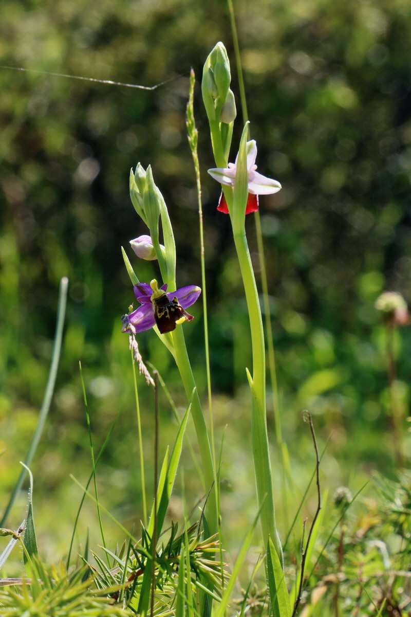 RNA_2017_05_20_6570p_Bildgr��e �ndern