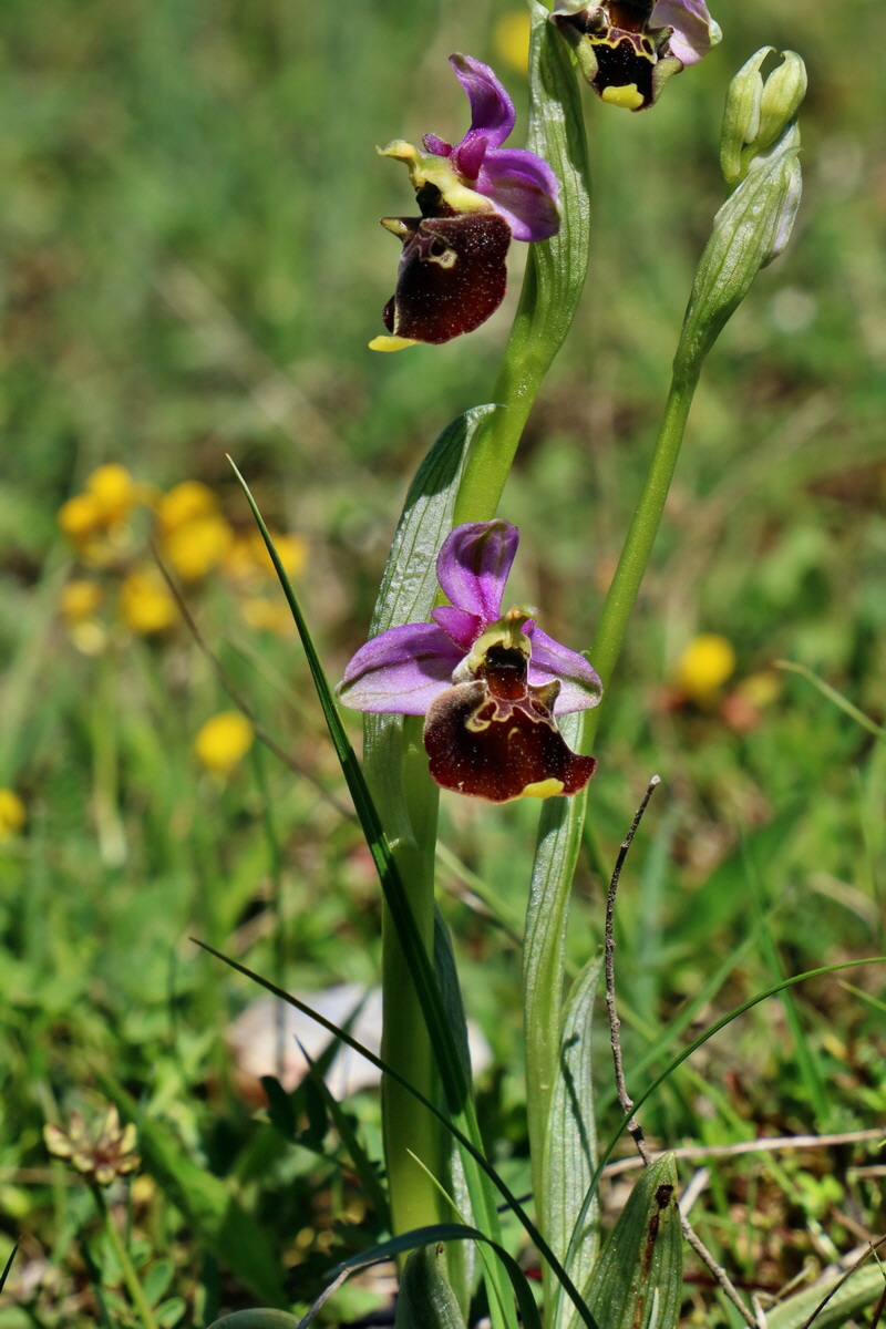 RNA_2017_05_20_6581p_Bildgr��e �ndern