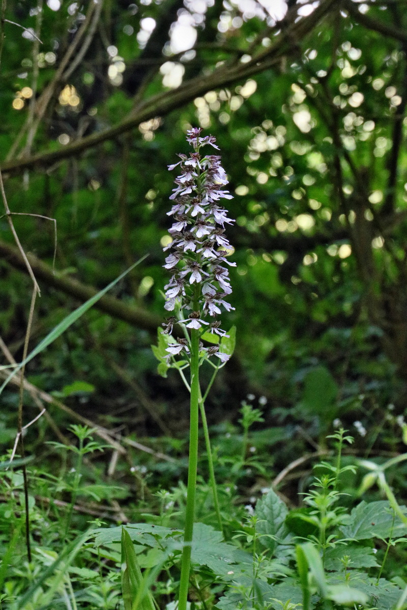 RNA_2017_05_22_6618p_Bildgr��e �ndern