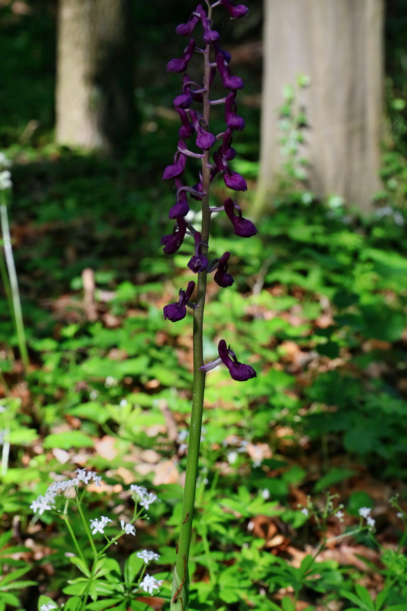 RNA_2017_05_22_6630p_Bildgr��e �ndern