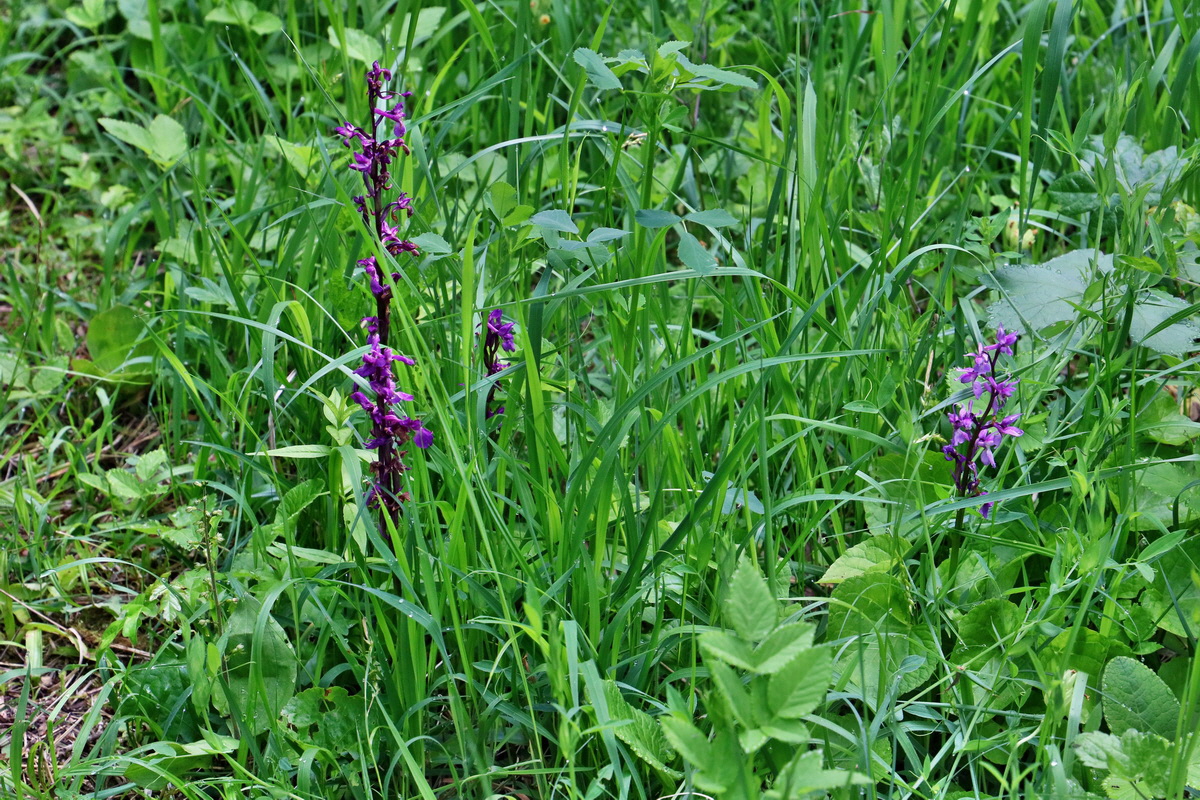 RNA_2017_05_22_6656p_Bildgr��e �ndern