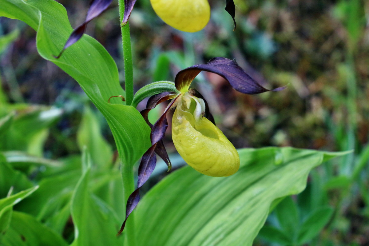 RNA_2017_05_22_6666p_Bildgr��e �ndern