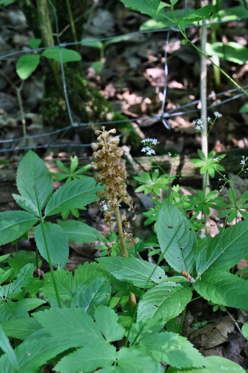 RNA_2017_05_22_6670p_Bildgr��e �ndern