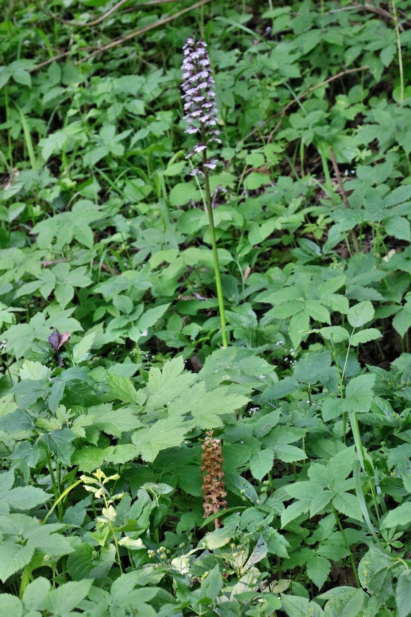 RNA_2017_05_22_6673p_Bildgr��e �ndern