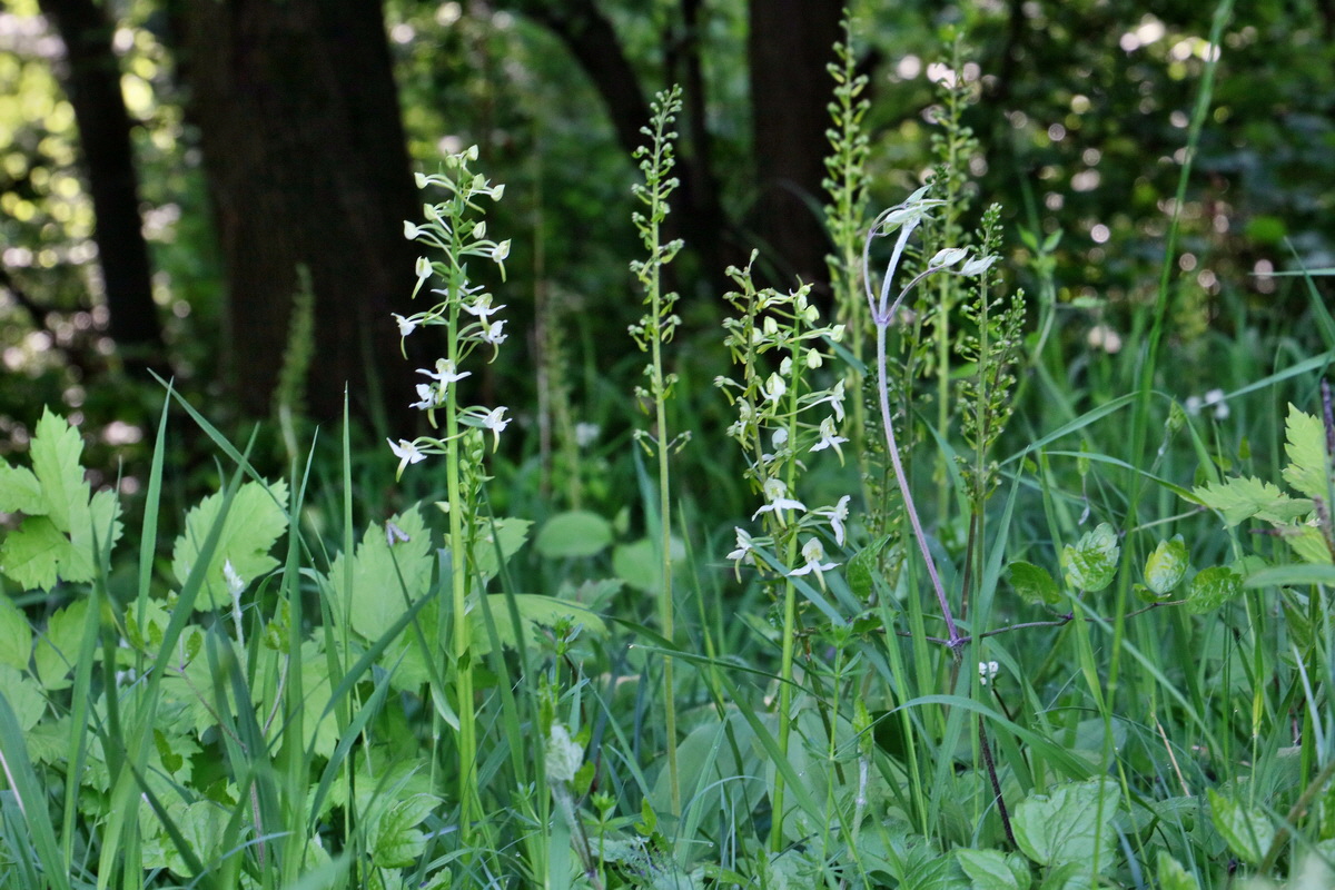 RNA_2017_05_22_6676p_Bildgr��e �ndern