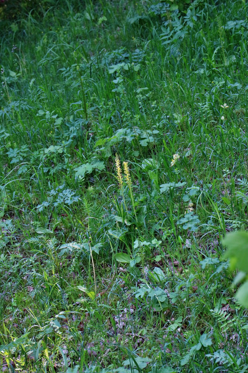 RNA_2017_05_22_6688p_Bildgr��e �ndern