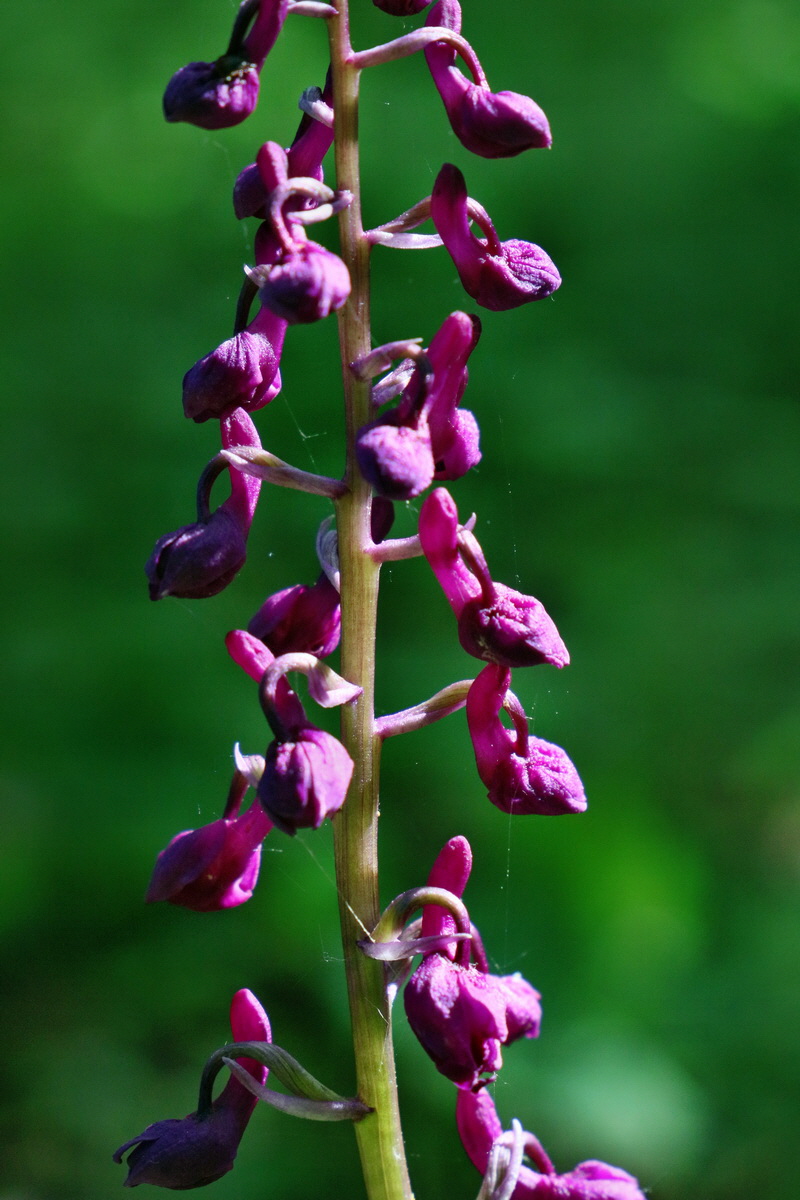 RNA_2017_05_22_6700p_Bildgr��e �ndern