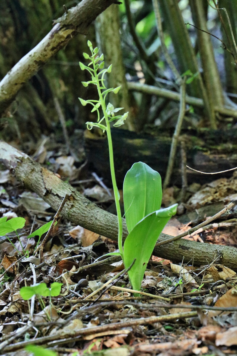 RNA_2017_05_22_6721p_Bildgr��e �ndern