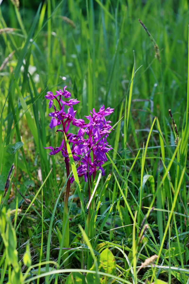 RNA_2017_05_22_6727p_Bildgr��e �ndern