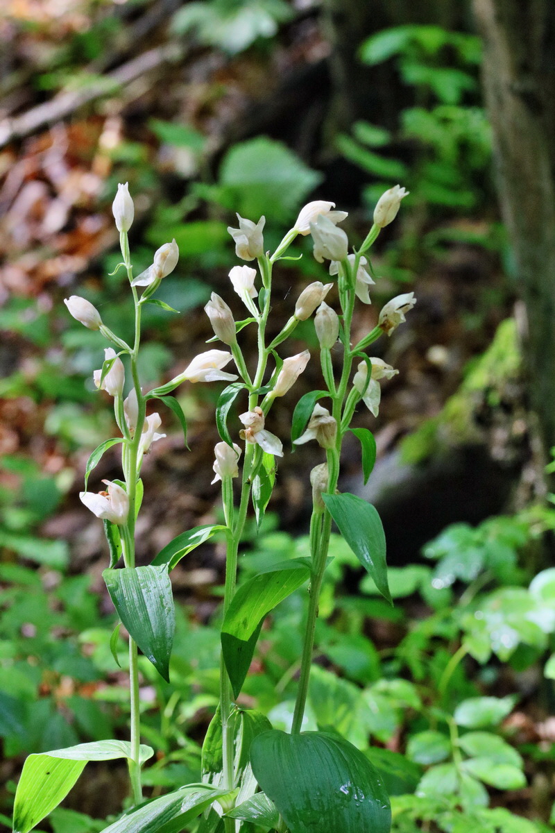 RNA_2017_05_31_7122p_Bildgr��e �ndern