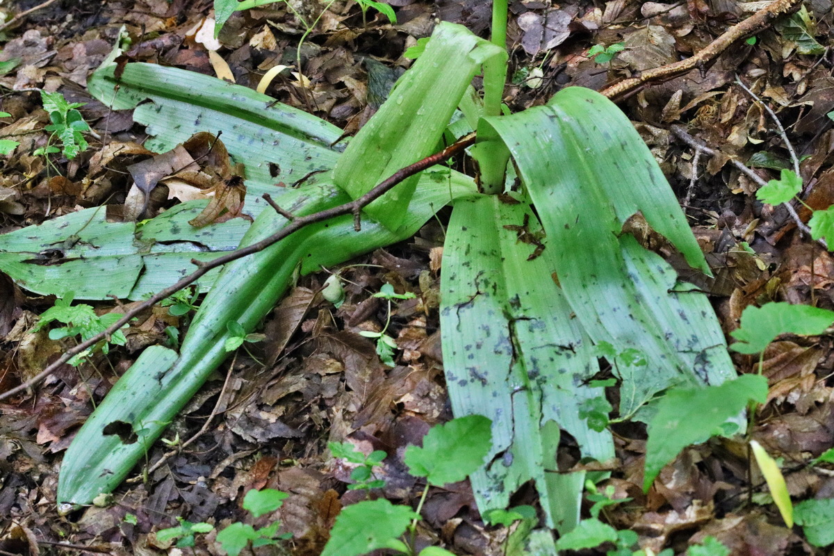 RNA_2017_05_31_7124p_Bildgr��e �ndern