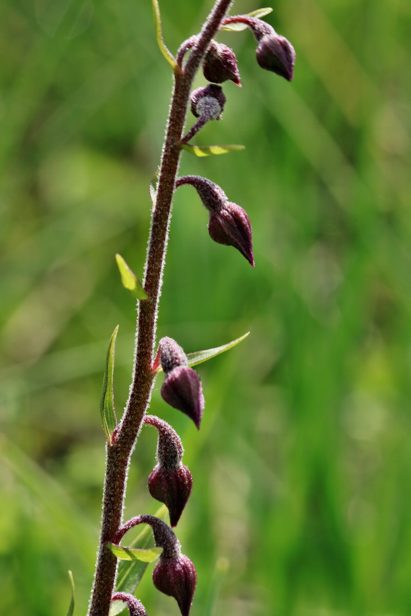 RNA_2017_05_31_7203p_Bildgr��e �ndern