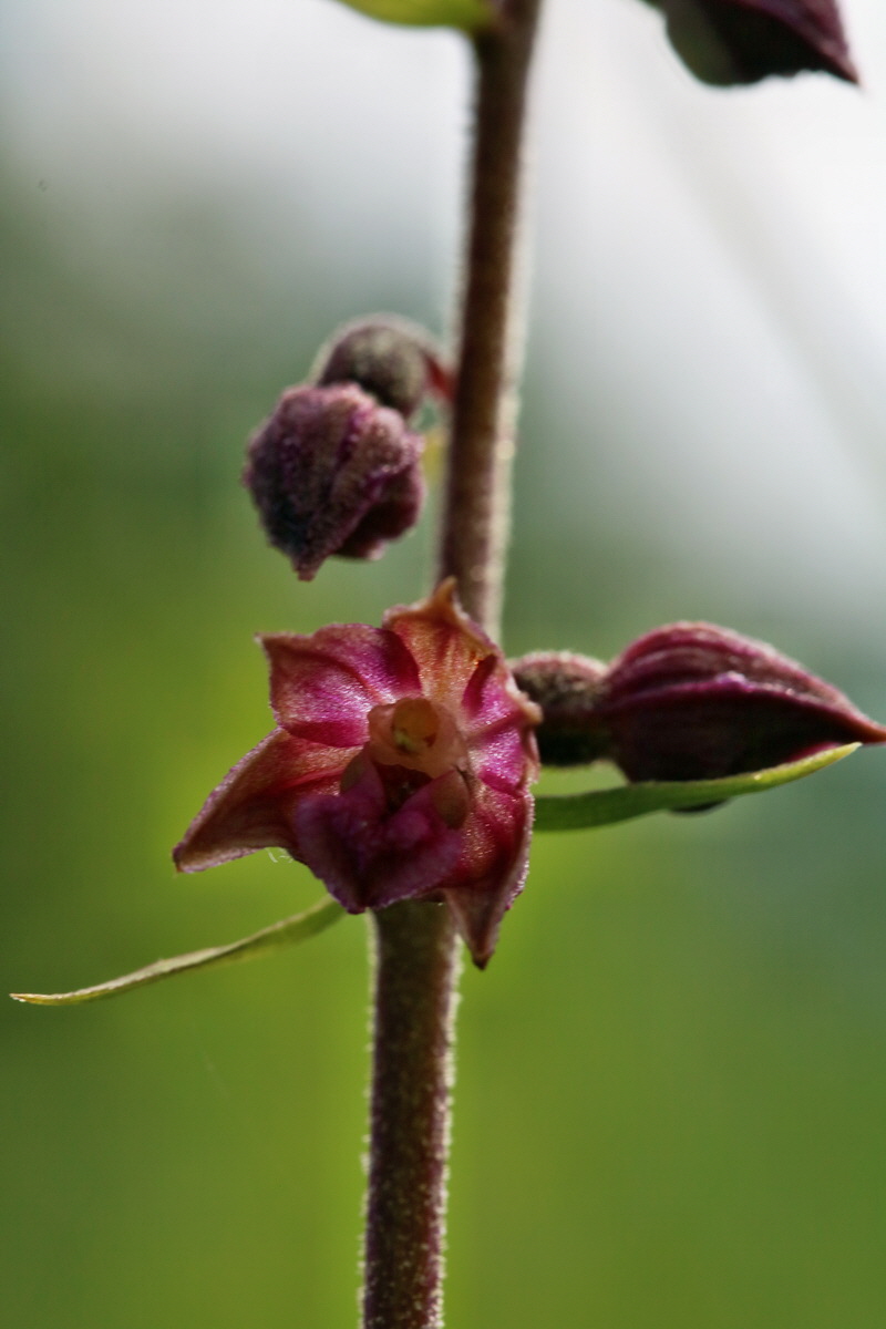 RNA_2017_05_31_7224p_Bildgr��e �ndern