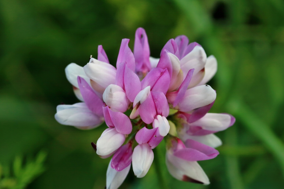 RNA_2017_05_31_7236p_Bildgr��e �ndern