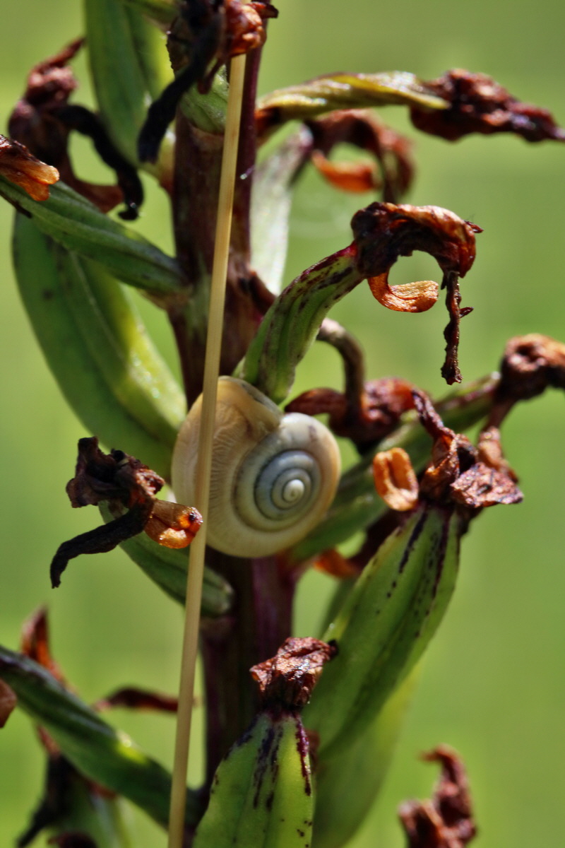 RNA_2017_05_31_7284p_Bildgr��e �ndern