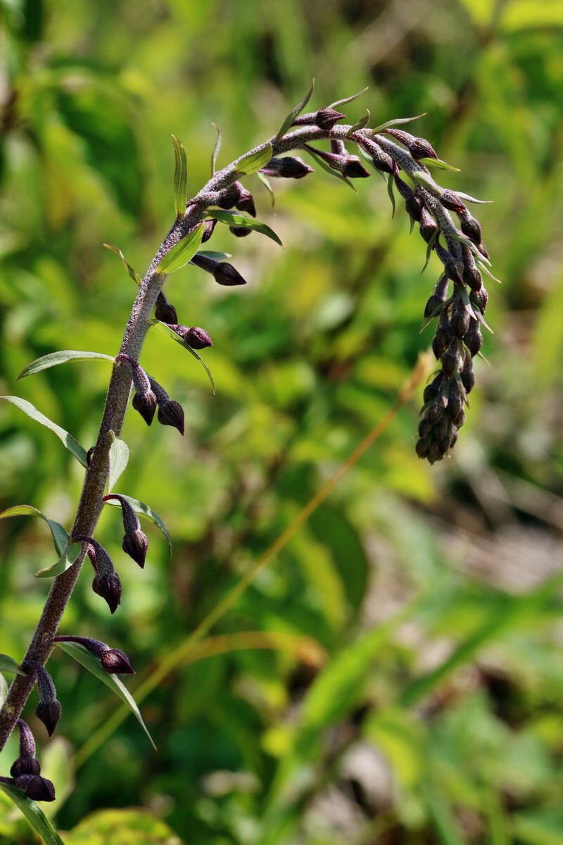 RNA_2017_05_31_7324p_Bildgr��e �ndern