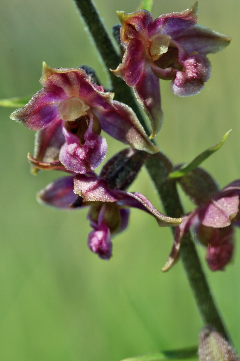 RNA_2017_05_31_7334p_Bildgr��e �ndern