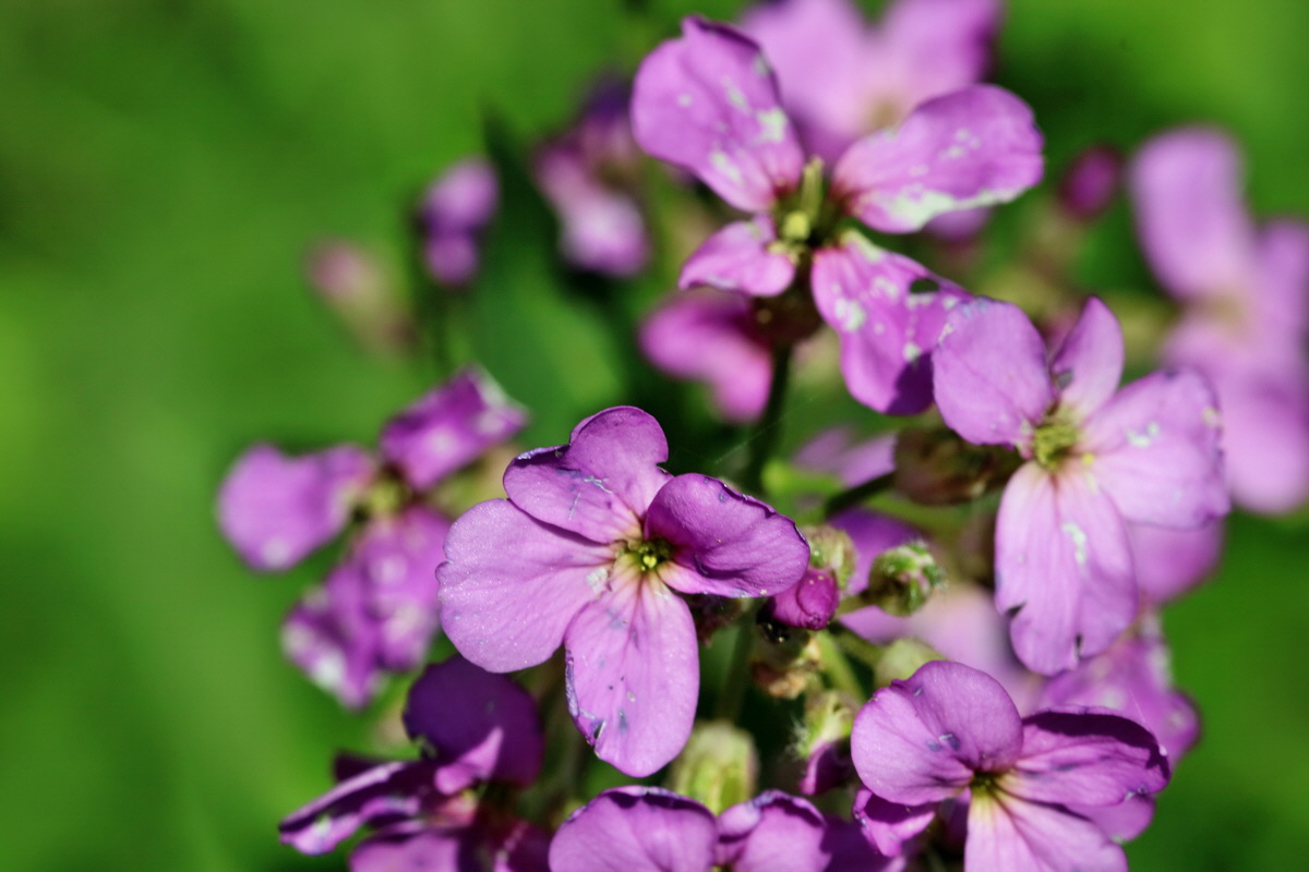 RNA_2017_05_31_7357p_Bildgr��e �ndern