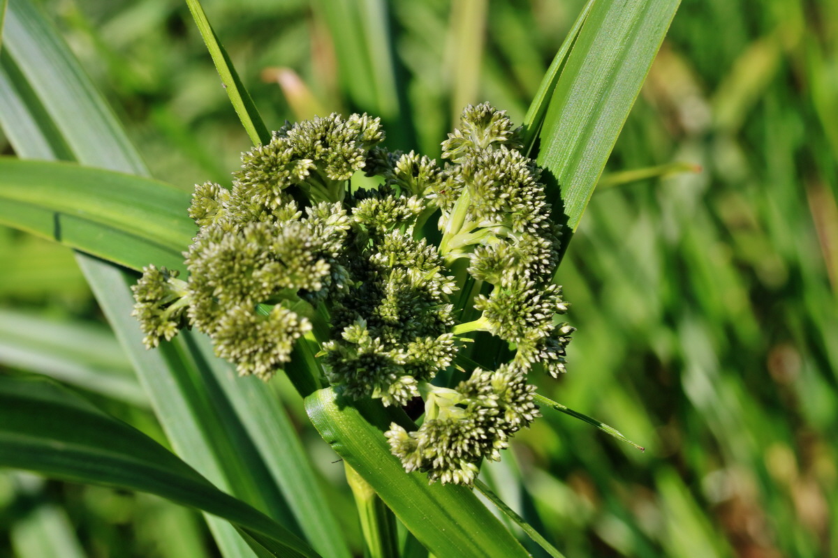 RNA_2017_05_31_7362p_Bildgr��e �ndern