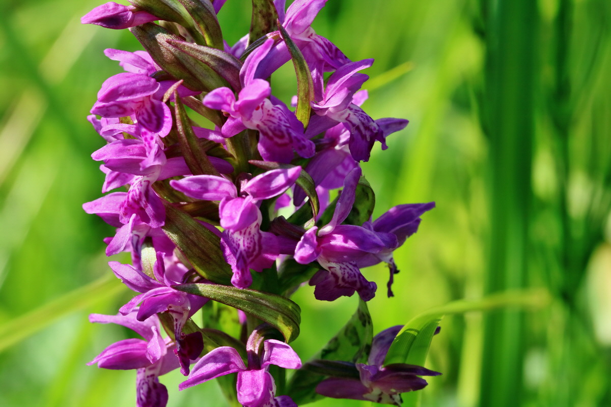 RNA_2017_05_31_7364p_Bildgr��e �ndern