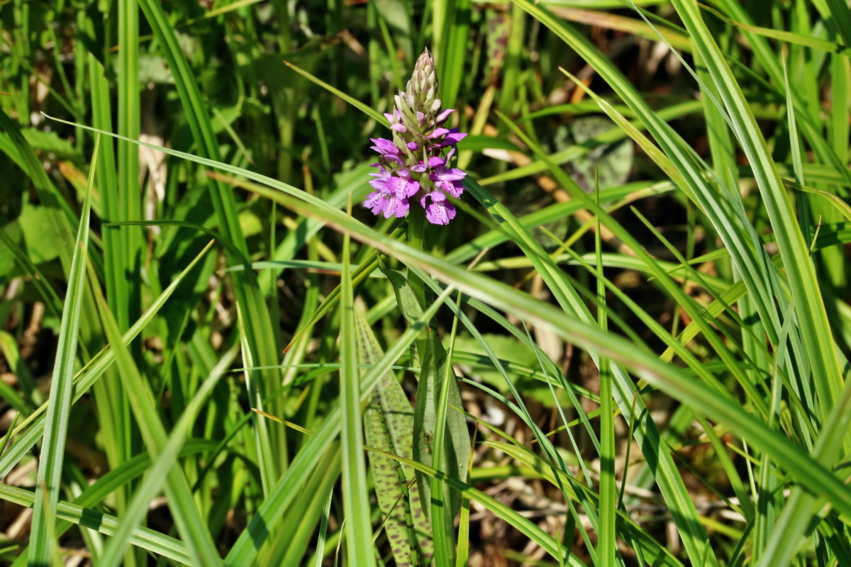 RNA_2017_05_31_7366p_Bildgr��e �ndern