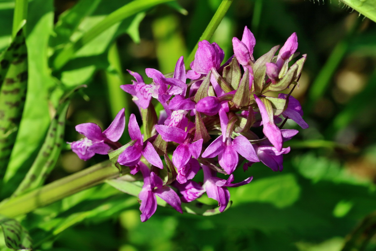 RNA_2017_05_31_7382p_Bildgr��e �ndern