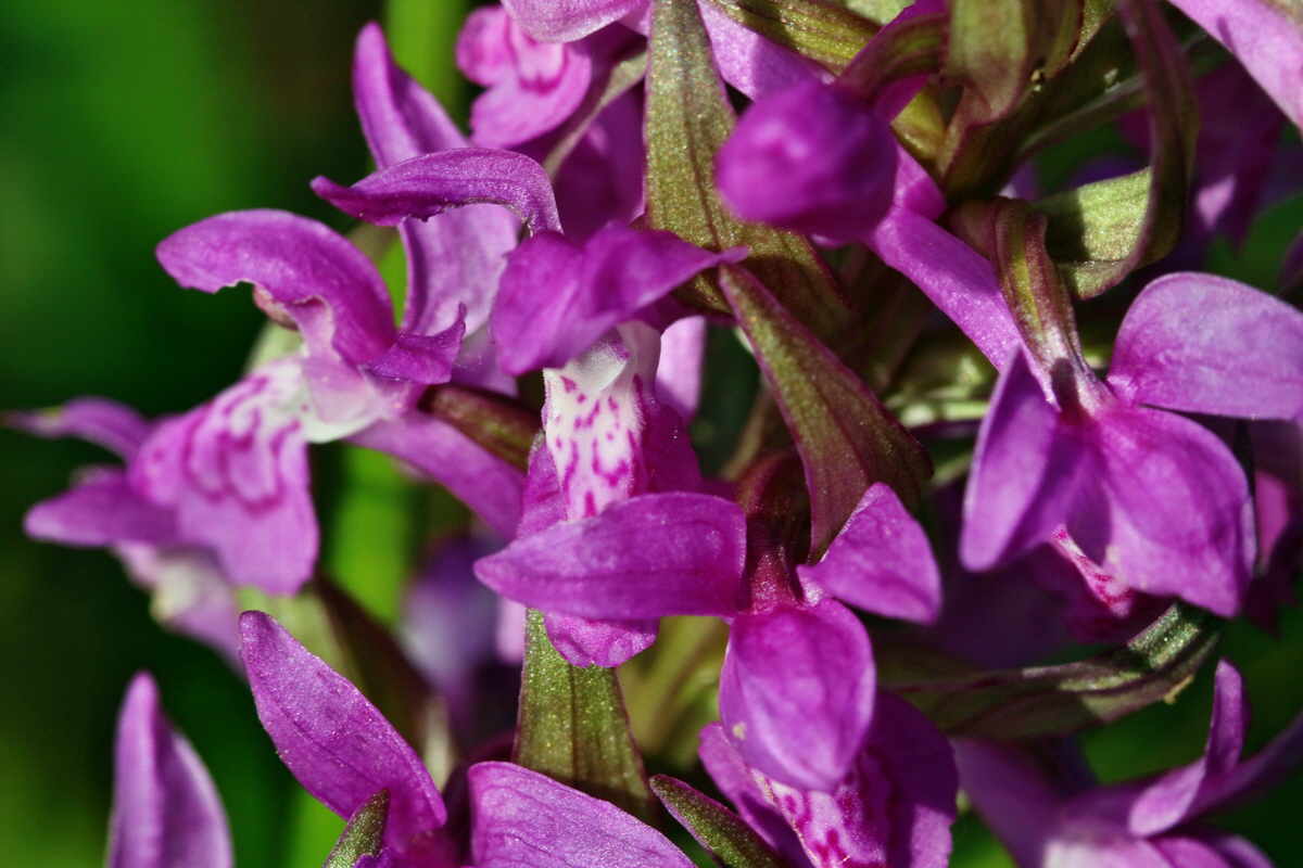 RNA_2017_05_31_7390p_Bildgr��e �ndern