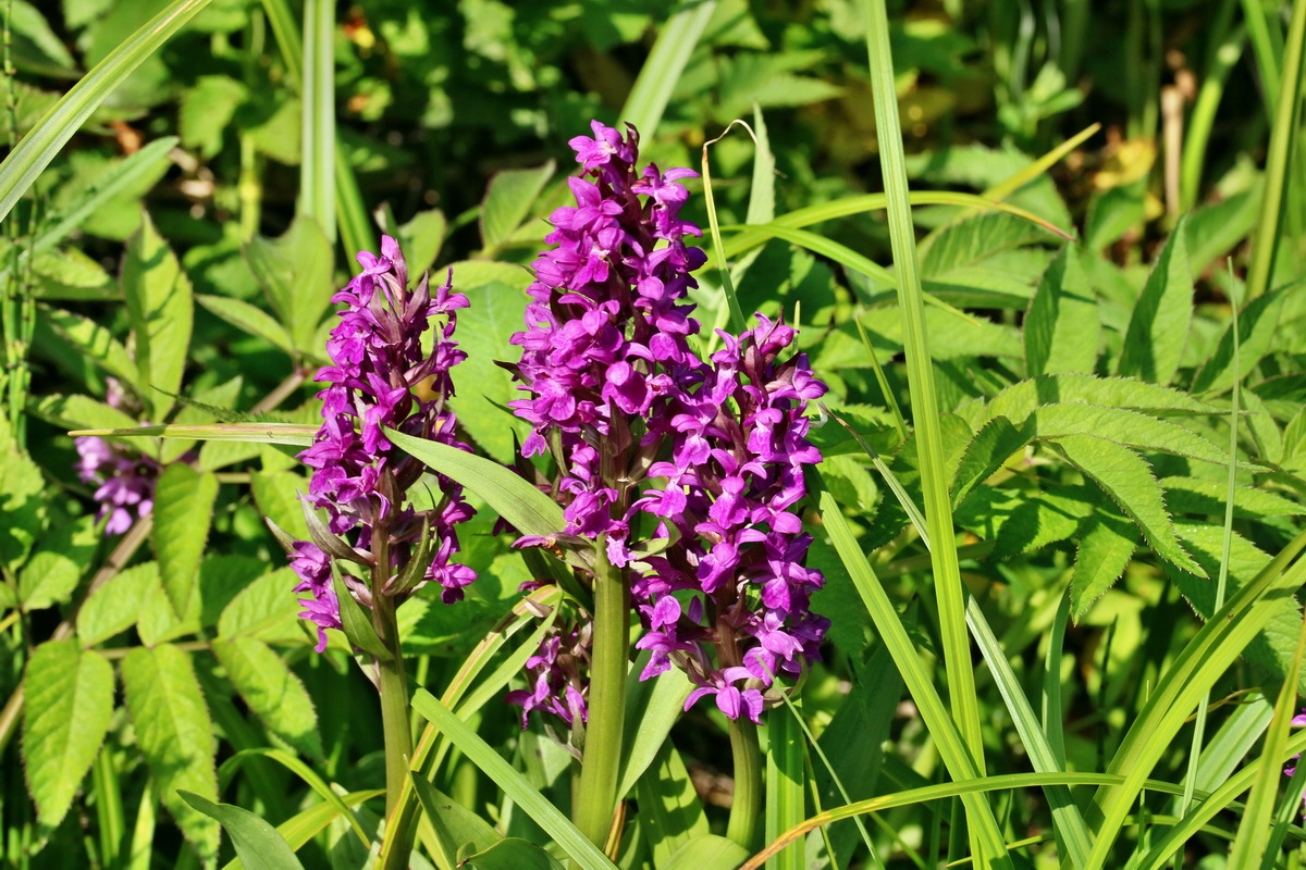 RNA_2017_05_31_7400p_Bildgr��e �ndern