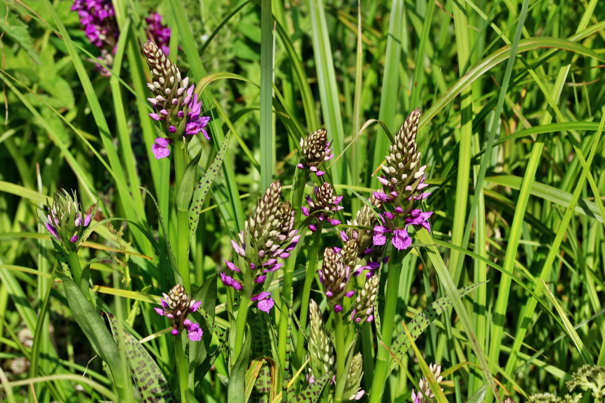 RNA_2017_05_31_7421p_Bildgr��e �ndern