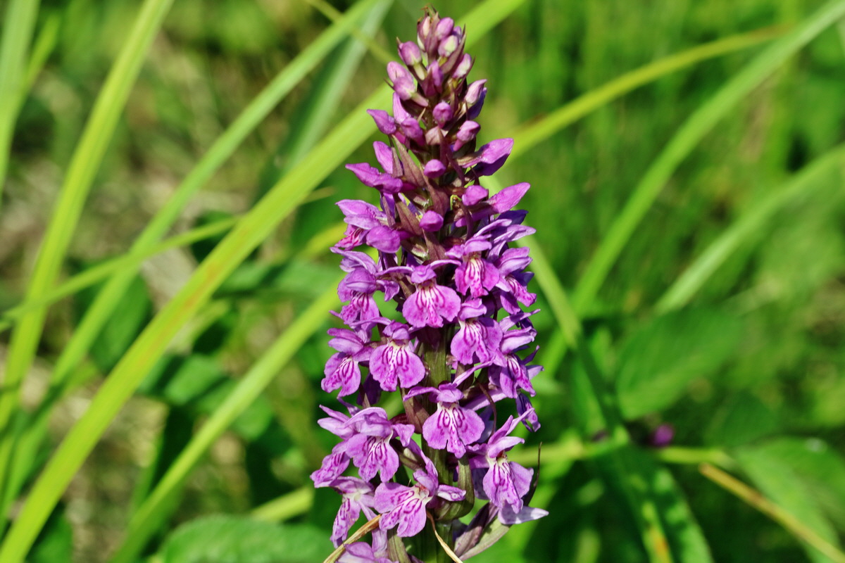 RNA_2017_05_31_7429p_Bildgr��e �ndern